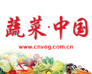 蔬菜中国